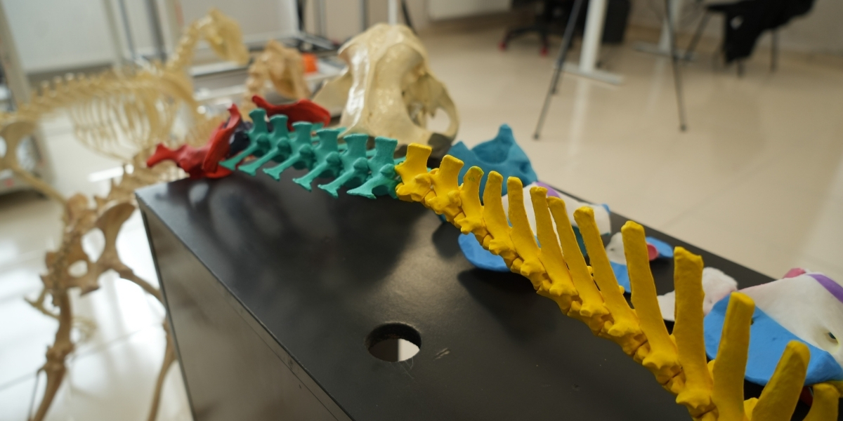 hayvan-anatomisi-005.jpg