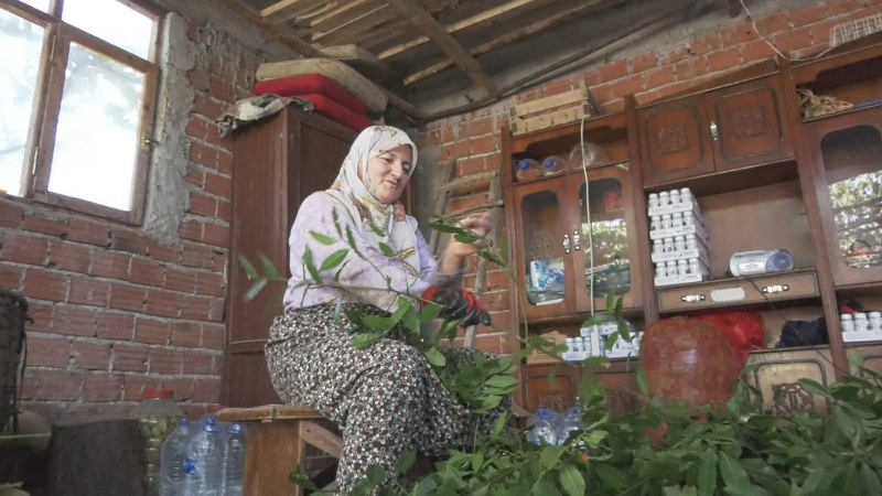 Alaçam'da üretilen defne yaprağı Türkiye'nin her yerinde