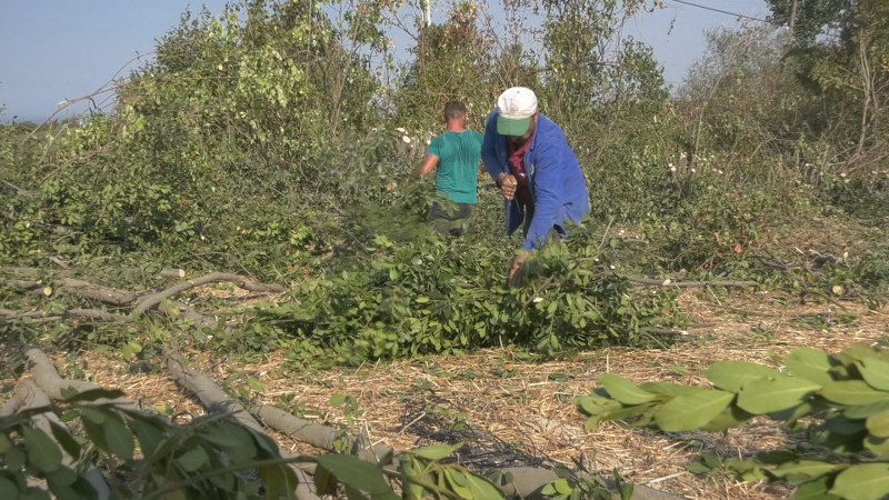 Alaçam'da üretilen defne yaprağı Türkiye'nin her yerinde