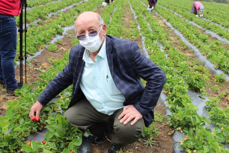 Üreticiler Bu Yıl Çilek Hasadından Ümitli