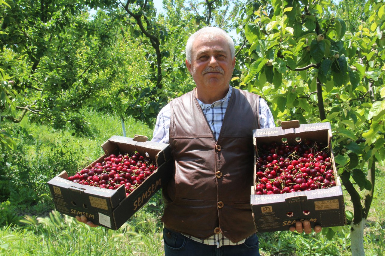 Bafra'da Turfanda Kiraz Hasadı Başladı