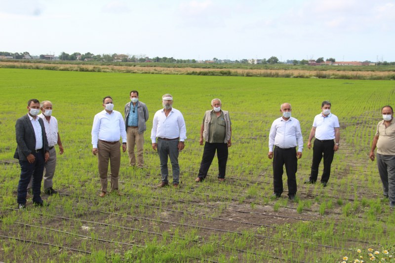 Bafra'da 42 Aile Damla Sulama Sistemi İle Çeltik Ekiyor