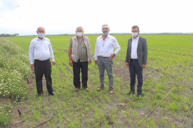 Bafra'da 42 Aile Damla Sulama Sistemi İle Çeltik Ekiyor