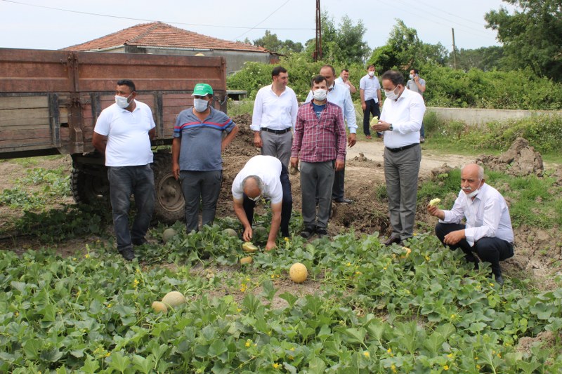 Bafra'da 10 bin dönüm üzerine kavun hasadı başladı