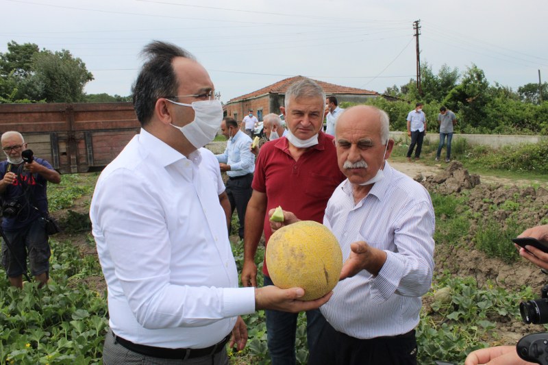 Bafra'da 10 bin dönüm üzerine kavun hasadı başladı