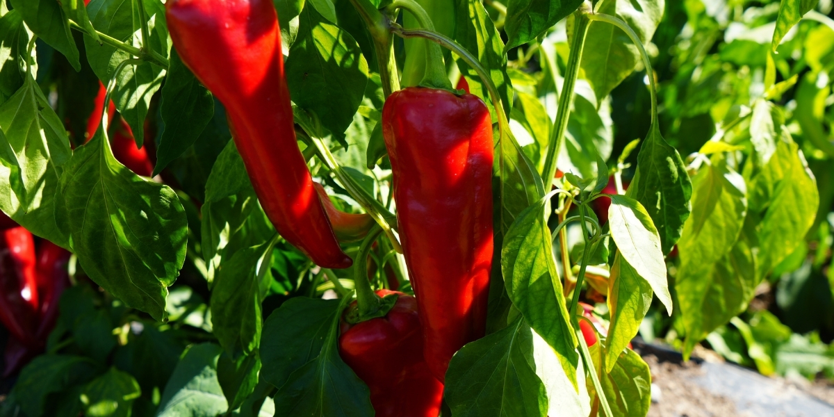 kapya-biberde-hasat-001.jpg