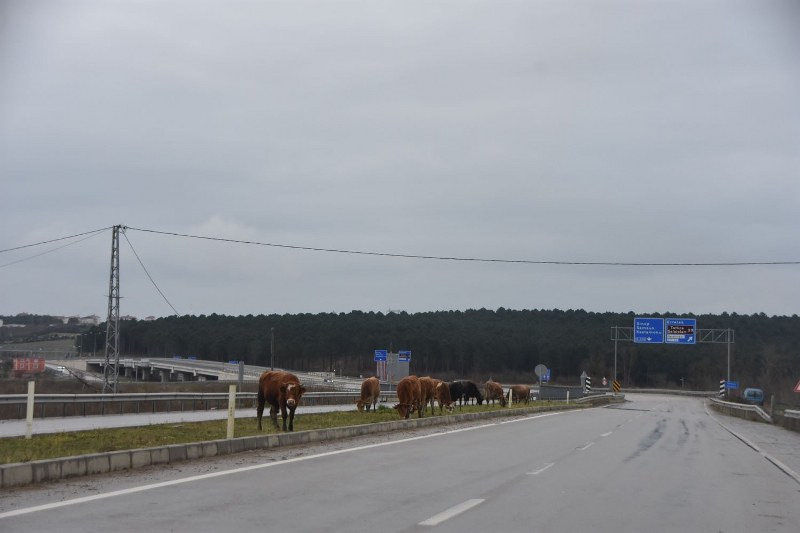 karayolundaki-buyukbas-hayvanlar-tehlike-saciyor.jpg