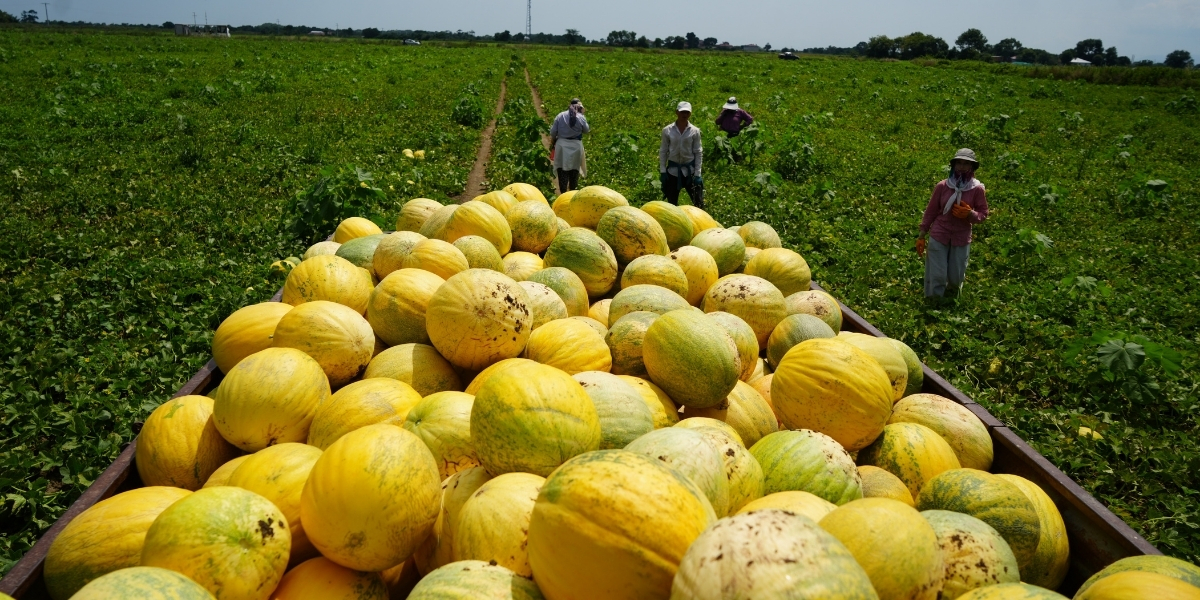 karpuz-ve-kavun-bereketi-001.jpg