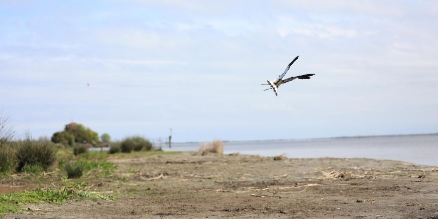kiz-kusu.jpg