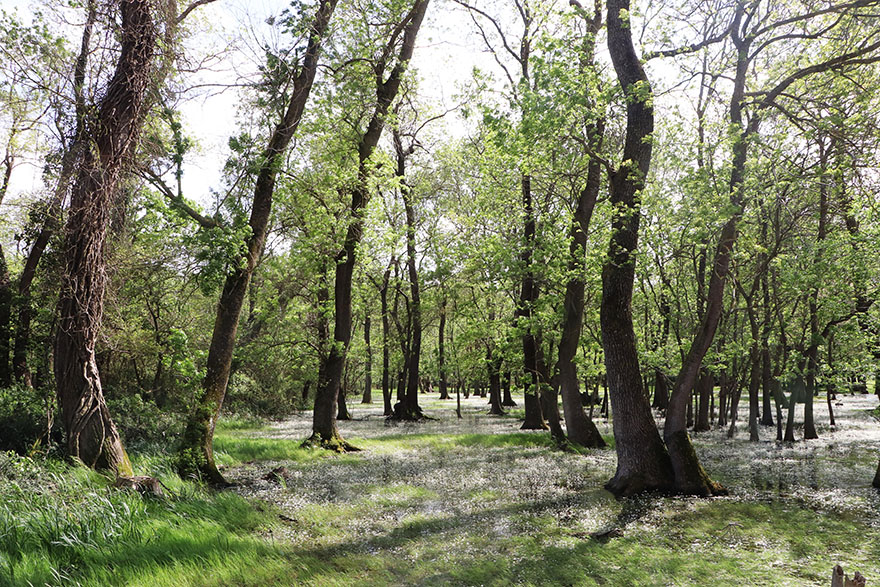 kiziliirmak-kus-cennetinde-papatya-guzelligi-1.jpg