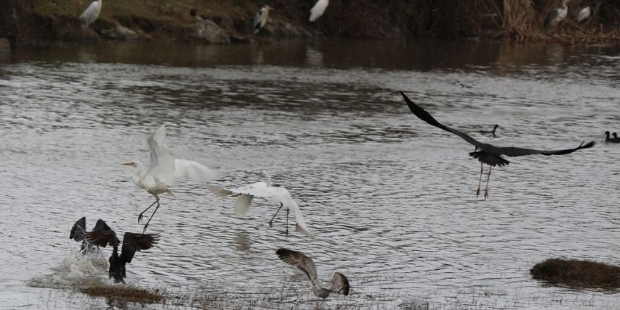 kizilirmak-deltasi-kus-cenneti-sonbaharda-buyuluyor-2.jpg