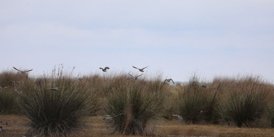 kizilirmak-deltasi-kus-cenneti-sonbaharda-buyuluyor-5.jpg