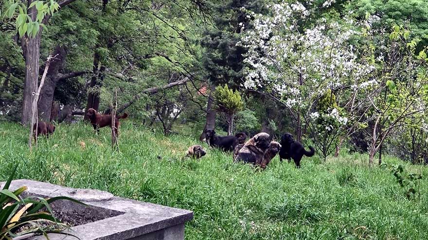 kopekler-mezarligi-mesken-tuttu-mahalleli-canindan-bezdi-4.jpg