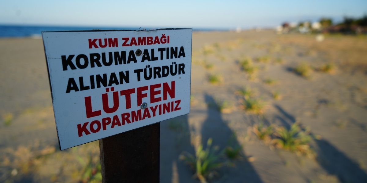 kum-zambagi-002.jpg