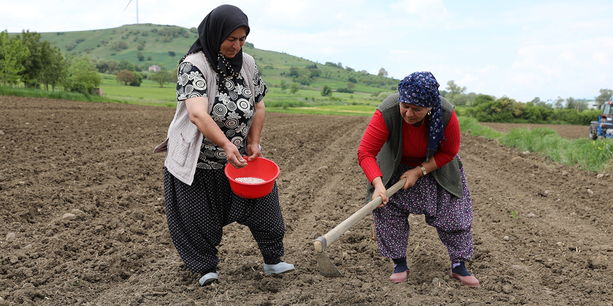 ladik-fasulyesinde-yeni-sezon-basladi-3.jpg