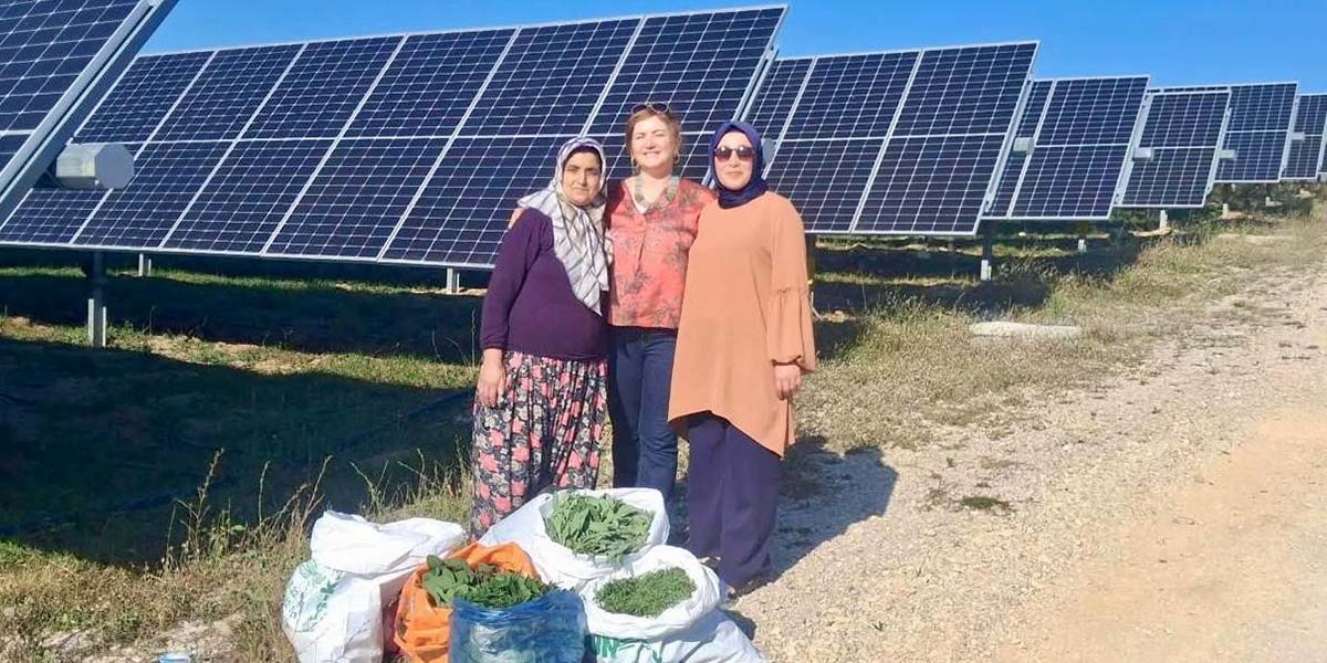 ladikte-ayni-araziden-hem-enerji-hem-urun-aliniyor-2.jpg