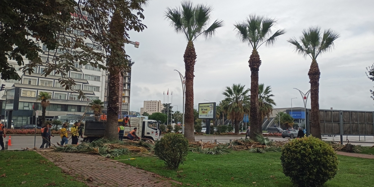 palmiye.jpg