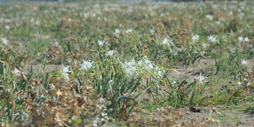 samsunda-dogaya-zarar-vermenin-cezasi-700-bin-tlye-yaklasiyor-4.jpg