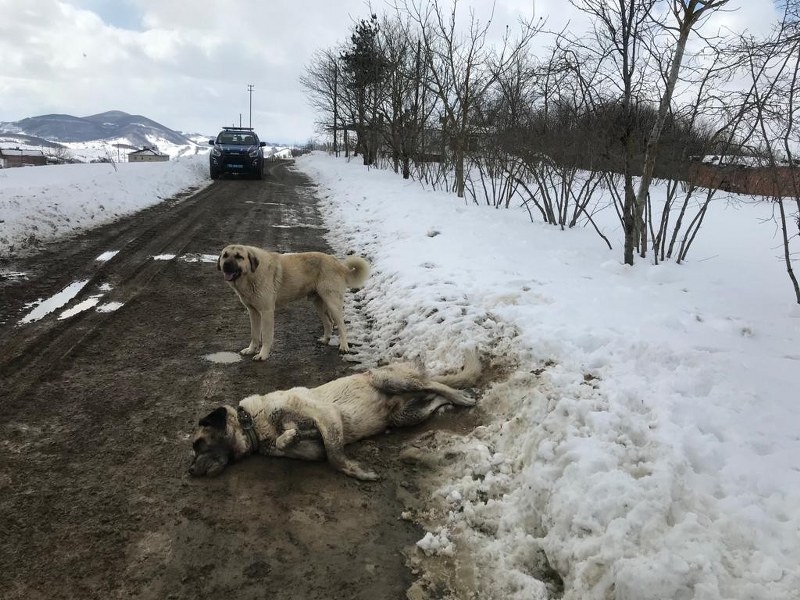 samsunda-kangal-cinsi-kopek-tufekle-olduruldu-001.jpg