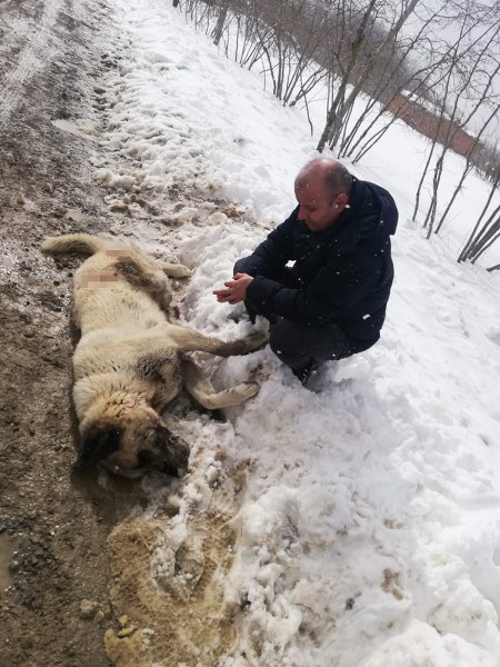 samsunda-kangal-cinsi-kopek-tufekle-olduruldu.jpg