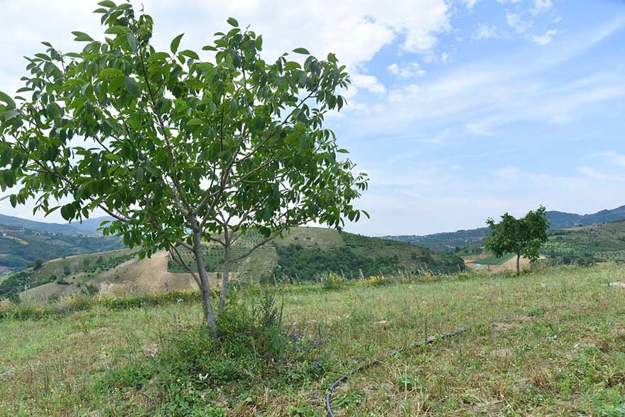 tekkekoyde-ekili-olmayan-bos-arazi-kalmayacak2.jpg