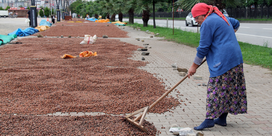 ureticiler-topladiklari-findigi-kurutabilmek-icin-sehir-icindeki-yollari-ve-sahil-boyundaki-yaya-kaldirimlarini-adeta-findik-harmani-haline-getirdi-1.png