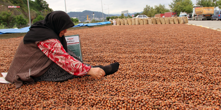 ureticiler-topladiklari-findigi-kurutabilmek-icin-sehir-icindeki-yollari-ve-sahil-boyundaki-yaya-kaldirimlarini-adeta-findik-harmani-haline-getirdi-2.png