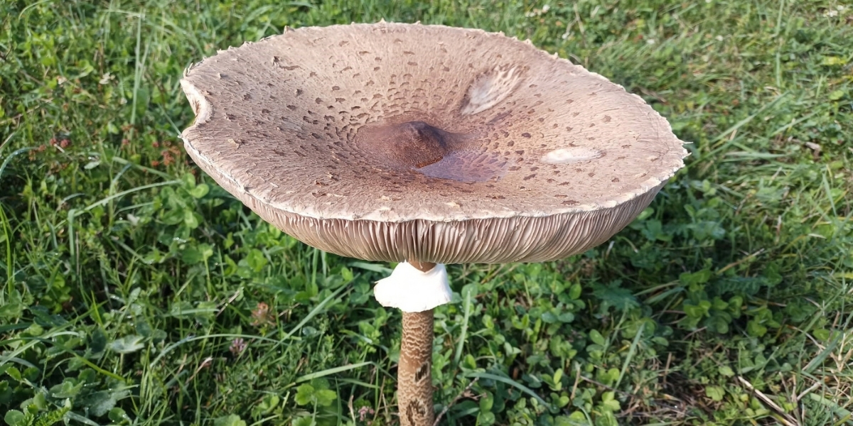 zehirli-mantar.jpg