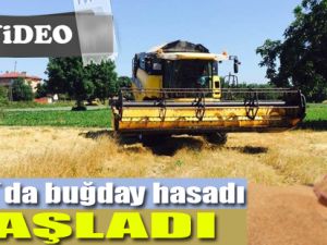 Bafra`da buğday alımı ve hasadı başladı
