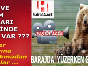 Bafra'da Ayı Gören Vatandaş