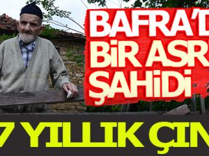 Bafra'da 117 yıllık çınar