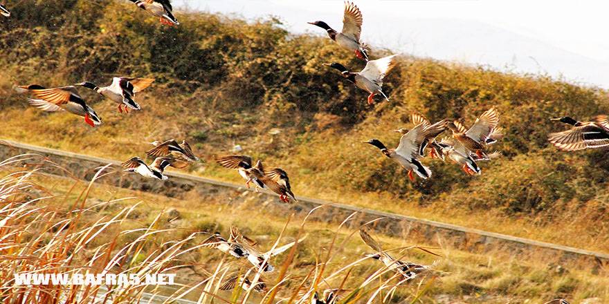 BAFRA KIZILIRMAK NEHRİNDE ÖRDEK BOLLUĞU