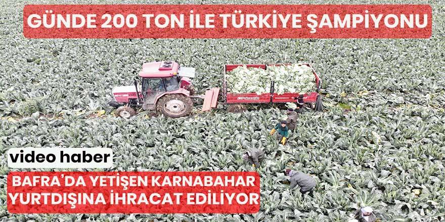 Bafra’da yetişen kahnabahar yurtdışına ihracat ediliyor