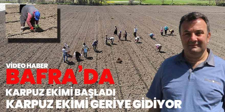 Bafra’da Karpuz ekimleri başladı