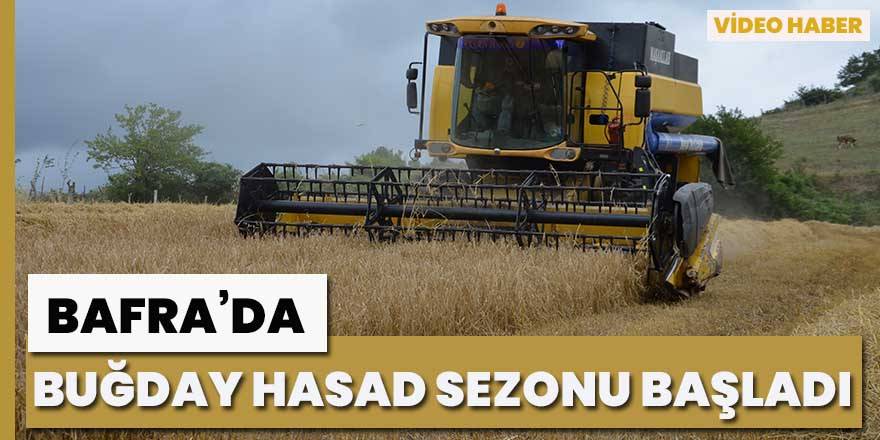 Bafra’da biçerdöverle arpa-buğday hasat sezonu başladı.
