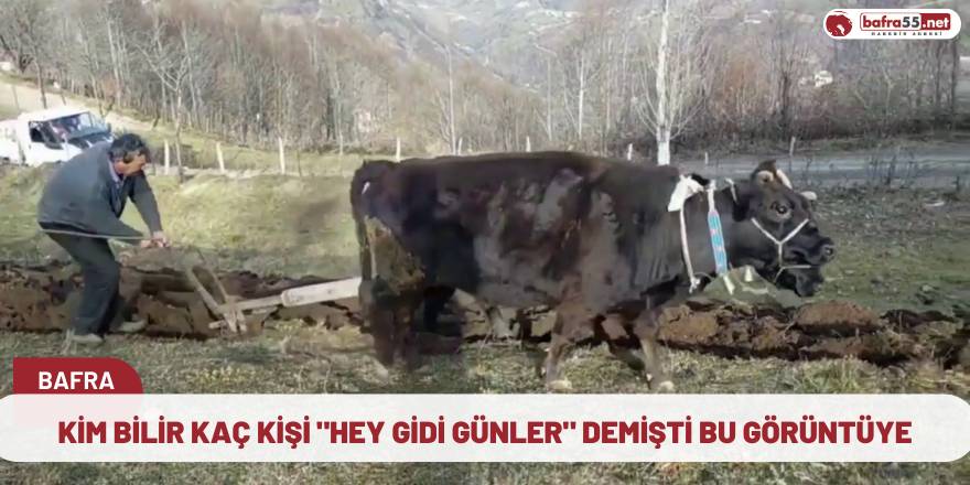 Öküzlerle çift süren kaç kişi vardır acaba