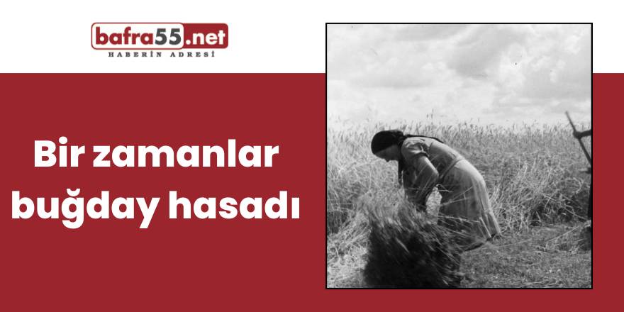 Bir zamanlar buğday hasadı