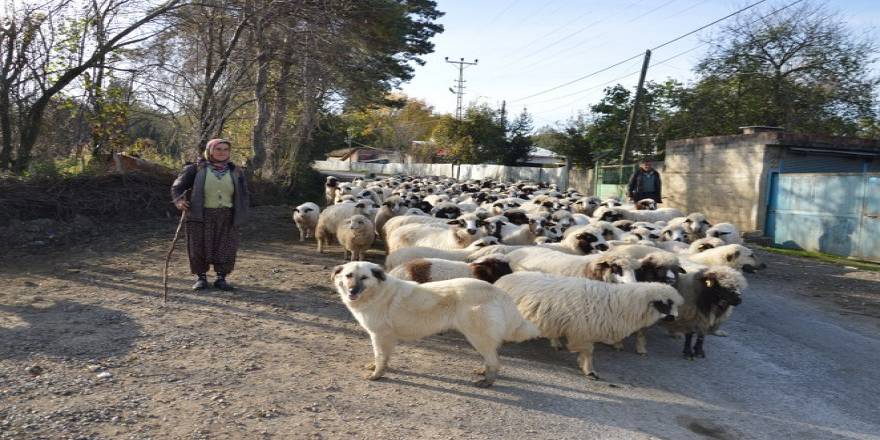 Koyunları tam 60 km gidecekler