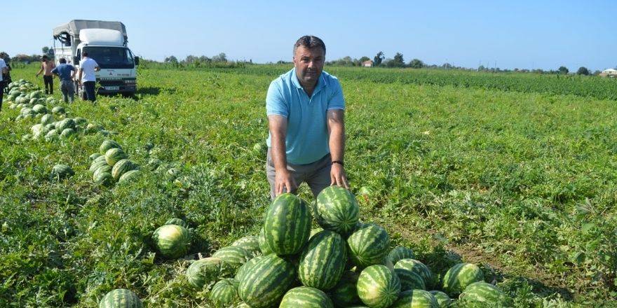 Bafra'da Karpuz Hasadında Sona Gelindi