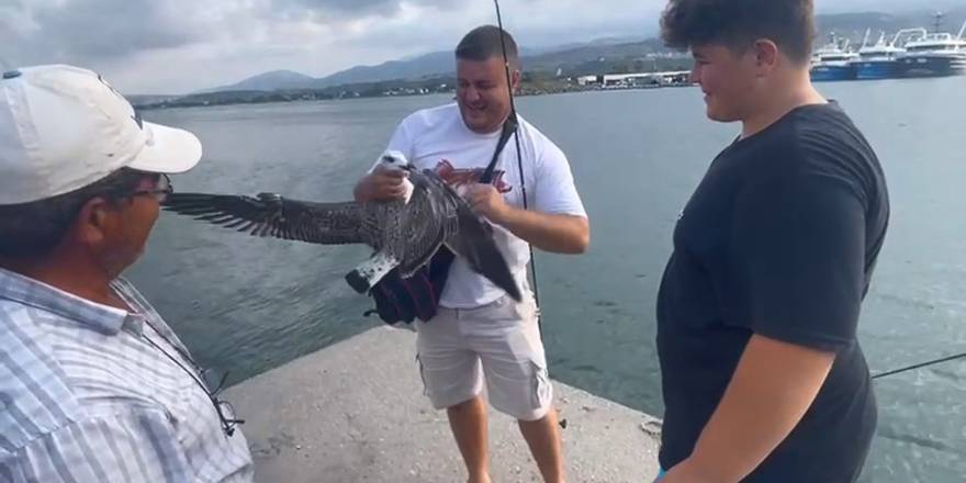 Balıkçıların oltasına bu kez balık değil martı takıldı