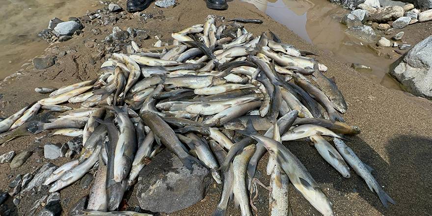 Akarsu ıslahı çalışmasında suya çimento karışınca binlerce balık telef oldu