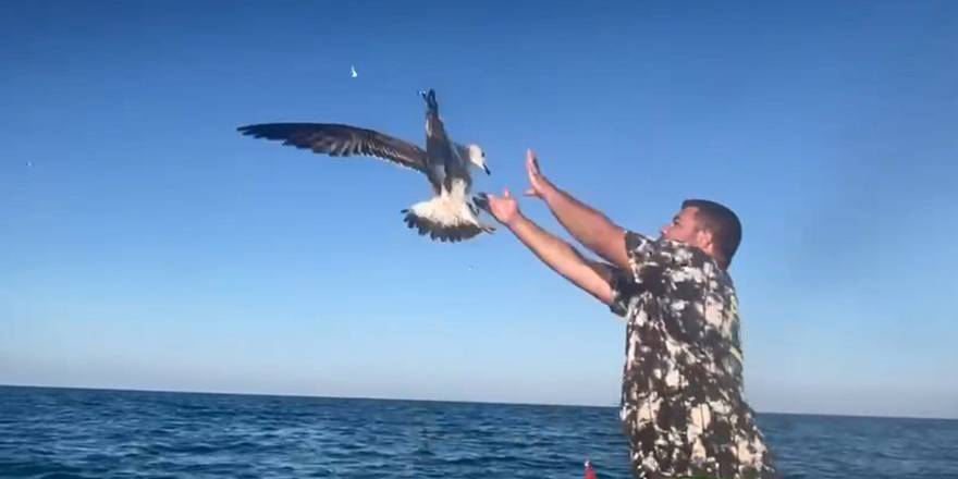 Oltaya saldıran martı  balıkcı tarafından kurtarıldı