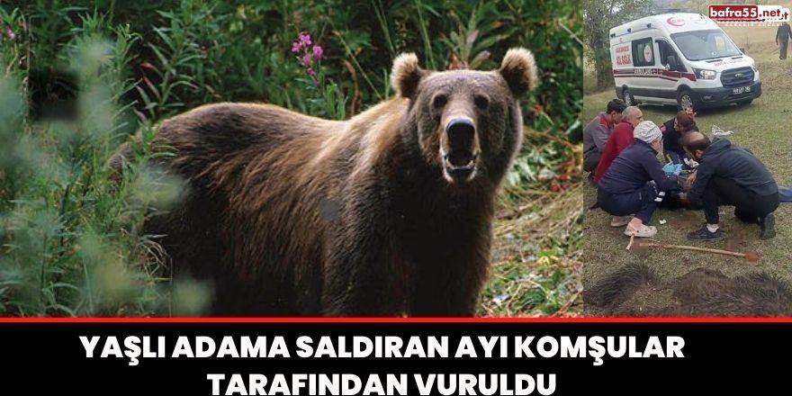 Yaşlı adama saldıran ayı komşular tarafından vuruldu