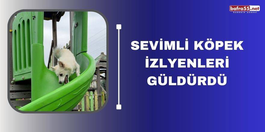 Sevimli köpek izlyenleri güldürdü