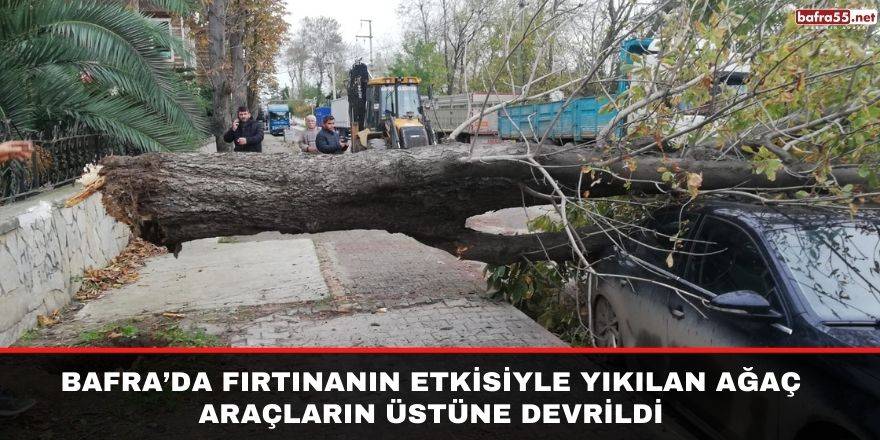 Bafra’da fırtınanın etkisiyle yıkılan ağaç araçların üstüne devrildi