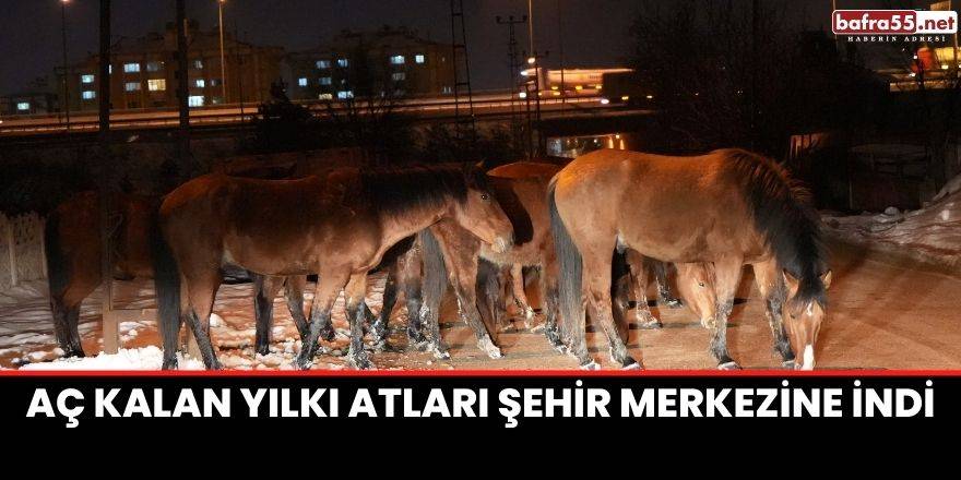 Aç kalan yılkı atları şehir merkezine indi