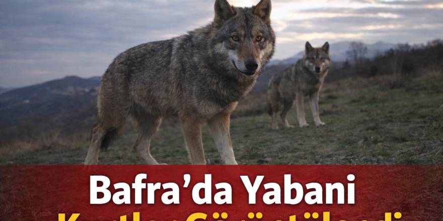 Bafra Büyükyeraltı Köyü’nde Yabani Kurtlar Fotokapana Yakalandı
