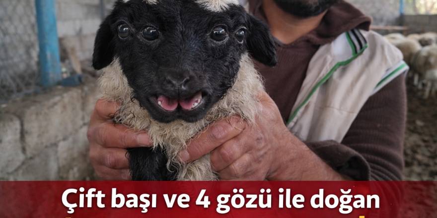Çift başı ve 4 gözü ile doğan kuzu yaşama tutundu